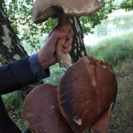 Ostoja Pawie Oko Hytte Potegowo