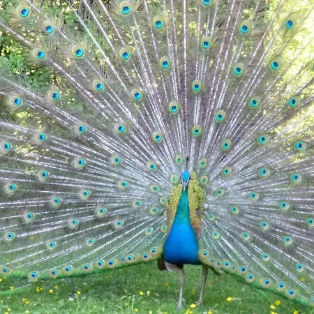 Ostoja Pawie Oko Potegowo