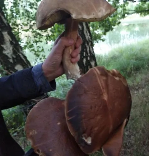 Ostoja Pawie Oko Lodge Potegowo