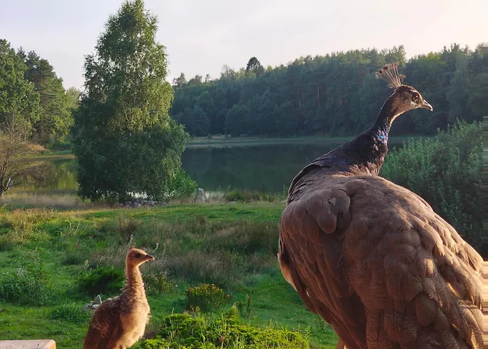 Ostoja Pawie Oko Lodge *